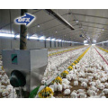 Qingdao modular steel structure full automatic poultry H cage layer chickens building